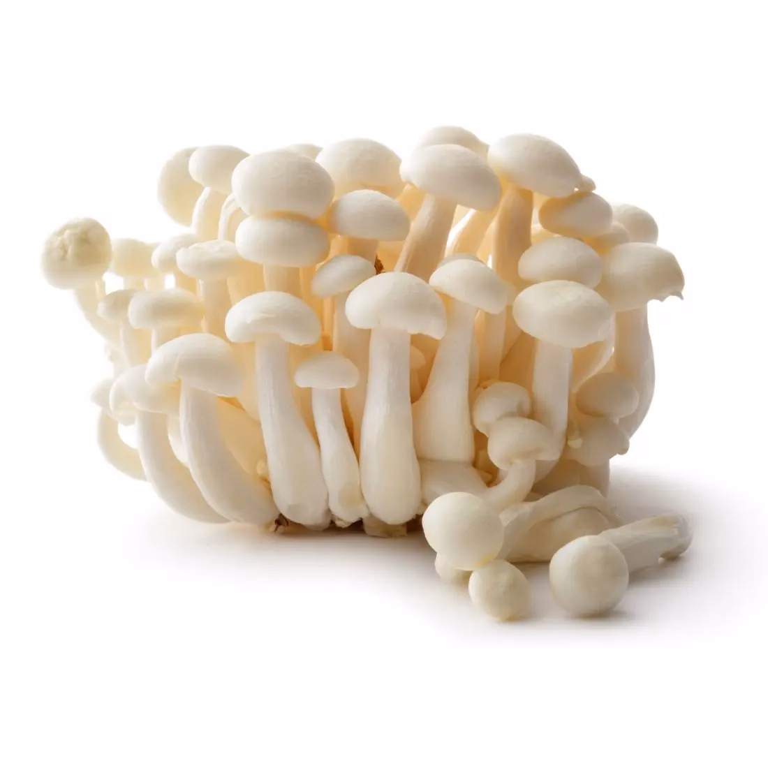 Mushroom Shimeji White 150g China